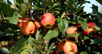 Wicepremier Kowalczyk o urodzaju jabłek: to będzie realny problem